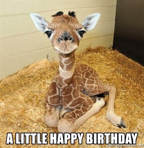 A Little Happy Birthday Baby Giraffe 2 Meme Generator