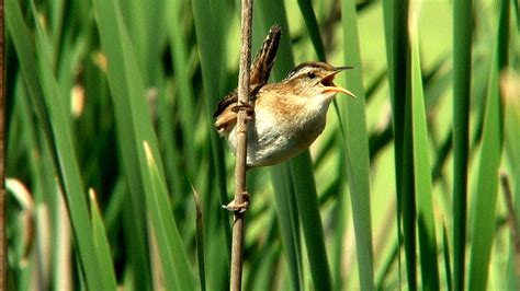 Tales From The Wilds Marsh Wrens At The Utica Marsh And