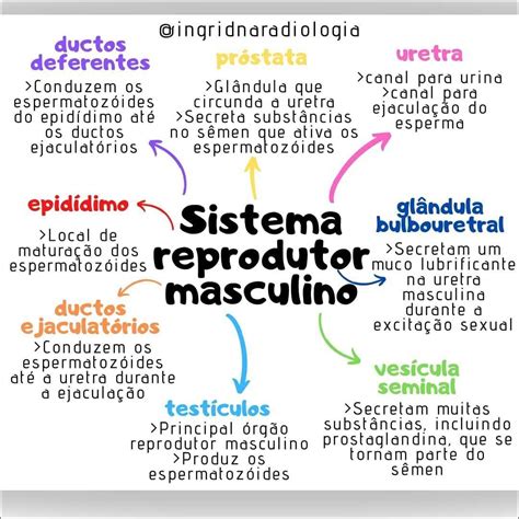 Mapa Mental Sistema Reprodutor Masculino Edulearn
