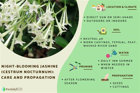 Night Blooming Jasmine Care Guide Cestrum Nocturnum