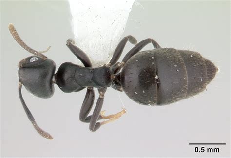 Fact Sheet White Footed Ant 360