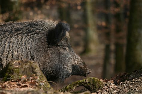 Sus Scrofa Pig Domestic Wild Boar