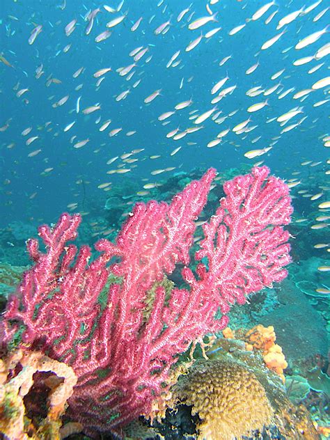 Terumbu karang juga didapati membesar dengan cepat di kawasan tindak balas ombak yang kuat. Terumbu Karang di Malaysia | Cikgu Bada