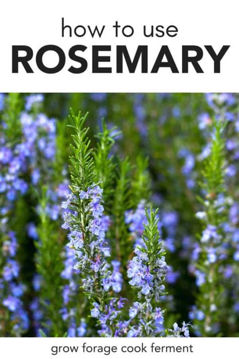 10 Reasons To Grow Rosemary For Your Garden Food And Health