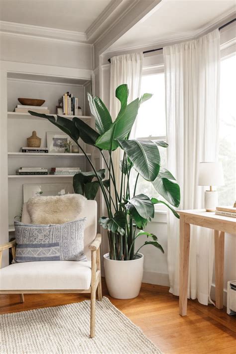 Wonderful Indoor Plants For Living Room Living Room Plants Big