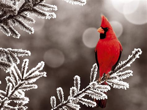 Male Cardinal In The Winter Cardinals Photo 36106891 Fanpop Page 6