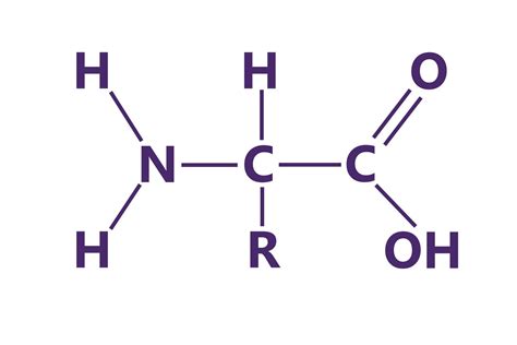 Macromolecules Vce Biology