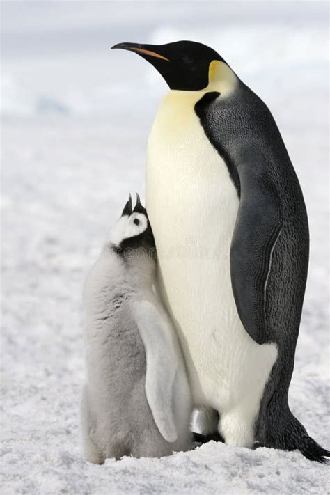 Emperor Penguins Aptenodytes Forsteri Stock Photo Image Of