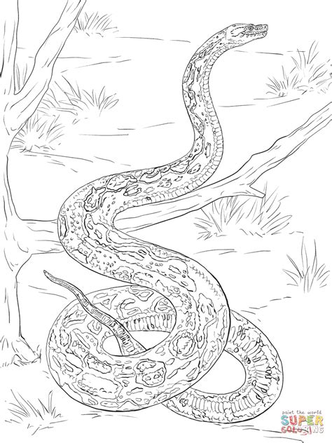 Select print at the top of the page, and the advertising and navigation at the top of the page will be ignored, or. Boa Coloring Page - Coloring Home