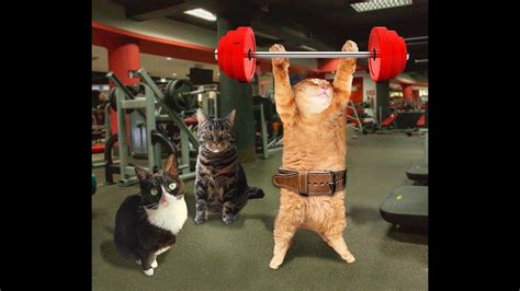 Gym Cats Actİon Vİdeos Of The Cat Compİlatİon 2020 Funny Cats