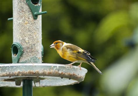 Goldfinch X Canary Hybrid Better Picture Of Mystery Bird Flickr