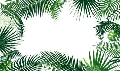 Palm Tree Border Illustrations Royalty Free Vector Graphics And Clip Art