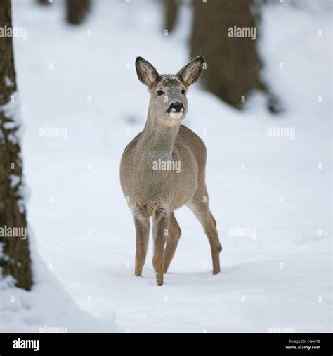 Roe Deer Capreolus Capreolus Doe In Winter Coat Standing In The Snow