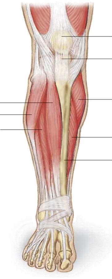 The fibers run vertically downward, and end in a rounded tendon, which passes behind the medial condyle. Muscle III | Chandler Physical Therapy