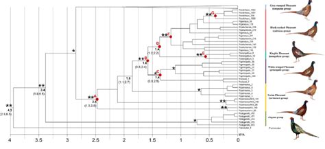 Phylogenetic Relationships And Estimation Of Divergence Times Among Download Scientific Diagram