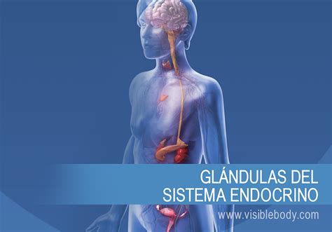 Las Gl Ndulas Del Sistema Endocrino Y Su Funcionamiento Gambaran