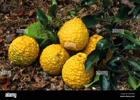 Citron Plant Citrus Medica Hi Res Stock Photography And Images Alamy