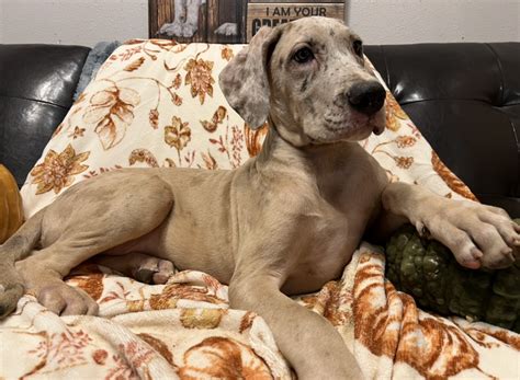 Akc Blue Fawn Merle Male Great Dane Great Dane Puppies For Sale In