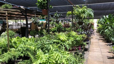 Backyard Tourist Plant Nurseries On The Gold Coast For Keen Gardeners