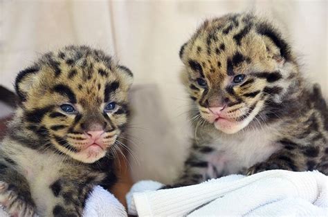 Clouded Leopard Cubs Born At Zoo Miami In The Us Are Totally Adorbs