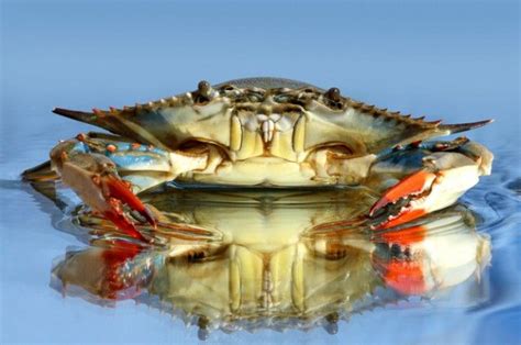How To Raise Tasty Cannibal Crabs Iflscience Animal Art Prints Free