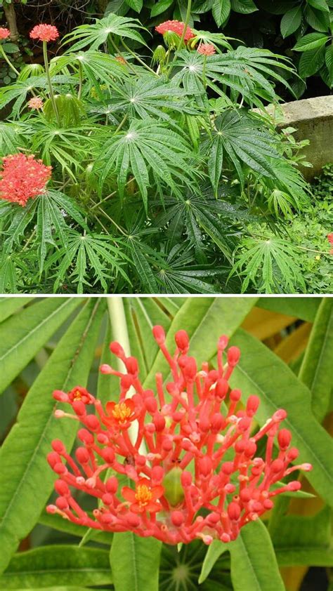 7 Best Plants That Look Like Weed Completely Legal Diy Morning