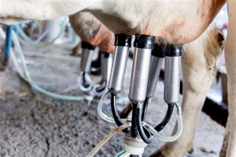 Cow Milking Facility And Mechanized Milking Equipment Dairy Farm Stock
