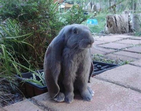 English Lop Horses And Dogs Animals And Pets Cute Animals English