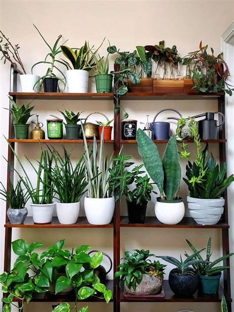 9 Creative Ways Plant Lovers Display Their Greenery Indoor Plant