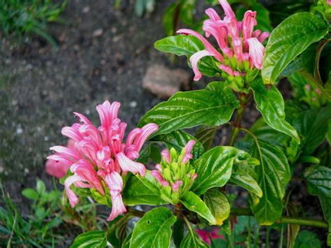 Tropical Looking Pink Flower Identification Flowers Forums