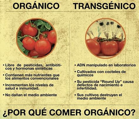 ¿por Qué Comer Orgánico Conoce Las Razones Para Consumir Productos