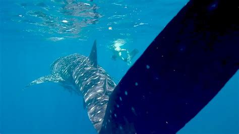 Close Up Of A Whale Shark Red Sea Youtube