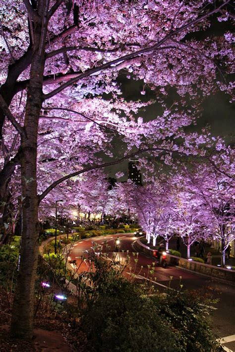 Todayintokyo Nighttime Cherry Blossoms At Tokyo Nemesis Cherry