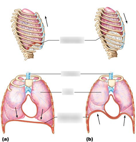 Lesson 7 Rib Cage And Diaphragm Positions During Breathing Diagram