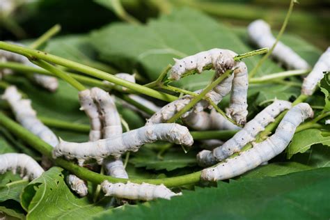 Silkworm Farming