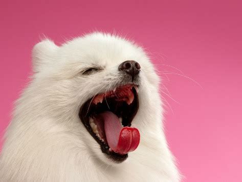 Could yawning be all about cooling down the brain? Why Do Dogs Yawn? | petMD