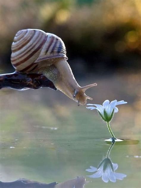 Snail Smells Flower Nature Animals Animals And Pets Baby Animals