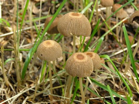 Drab Bonnet Mushrooms Mycena Aetites Olympus Digital Cam Flickr