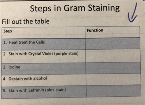 4 Steps Of Gram Staining Slideshare