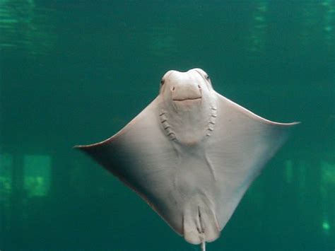 The Smiling Stingray This One Is From The Coney Island Aqu Ben