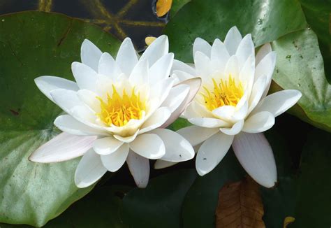 White Lily Is A Perpetual Plant That Frequently Forms Dense Colonies