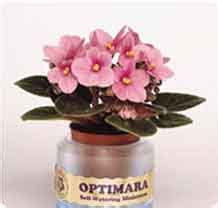 Images outlined in red — click on image for larger photo. Miniature African Violets - Beautiful Tiny Little Violets ...