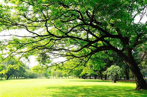 Big Trees Branches With Fresh Leaves On Green Meadow In Sunny D Stock