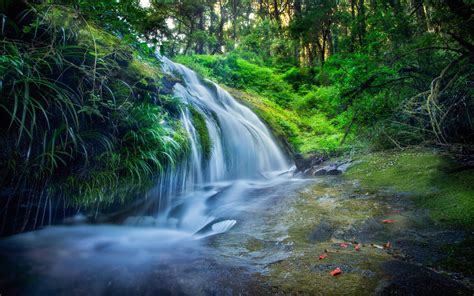 Thailand Forest Leaves Waterfalls Stream Trees Wallpaper Nature