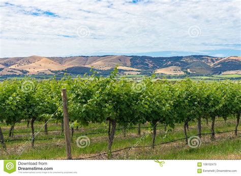 Beautiful Landscape Of Vineyard And Picturesque Sky Stock Image Image