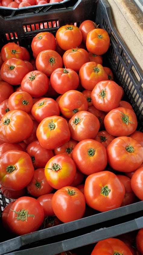 Beefsteak Tomatoes Information Recipes And Facts
