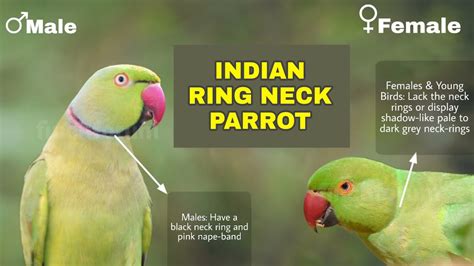 Difference Between Male And Female Indian Ring Neck Parrot Ringneck