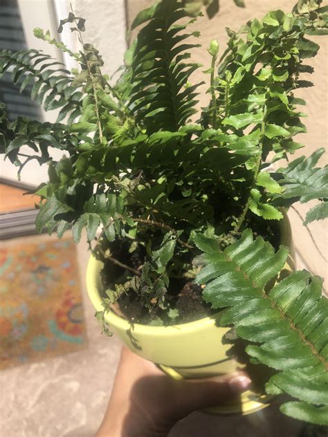 Stop fertilizing for the fall and winter. What is wrong with my Boston Fern?! : houseplants