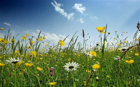 Download Spring Flower Field Widescreen Wallpaper Wide By Pamelab