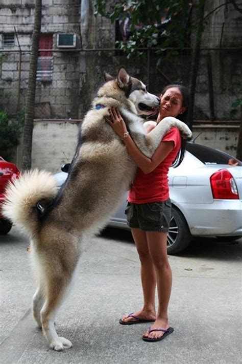 Here Are 12 Essential Facts Husky Lovers Must Always Remember The Last